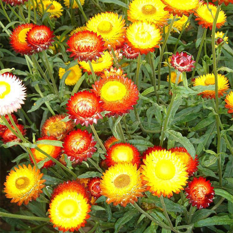 Factory Supply Landscape Flower Xerochrysum Bracteatum Seeds for ...