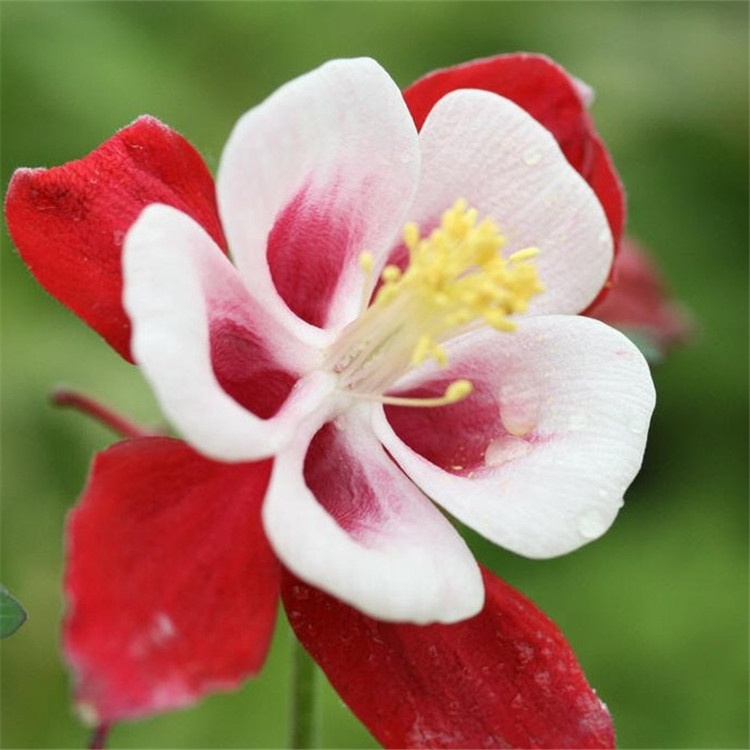 Landscape flower columbine seeds/Aquilegia seeds for growing,China ...