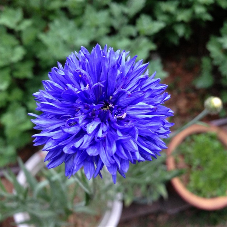 Shi che ju Centaurea cyanus seeds/Cornflower seeds/Bluebottle seeds for ...