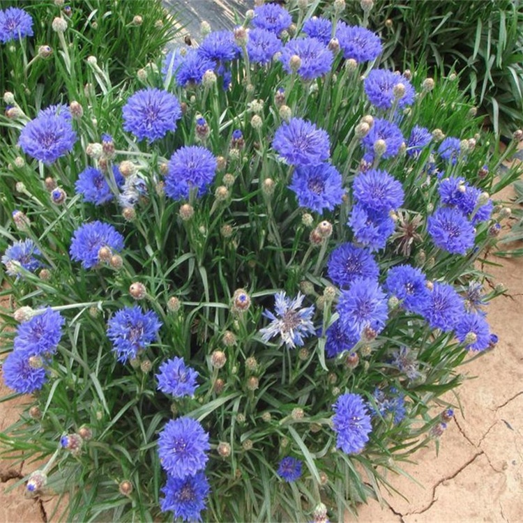 Shi che ju Centaurea cyanus seeds/Cornflower seeds/Bluebottle seeds for ...