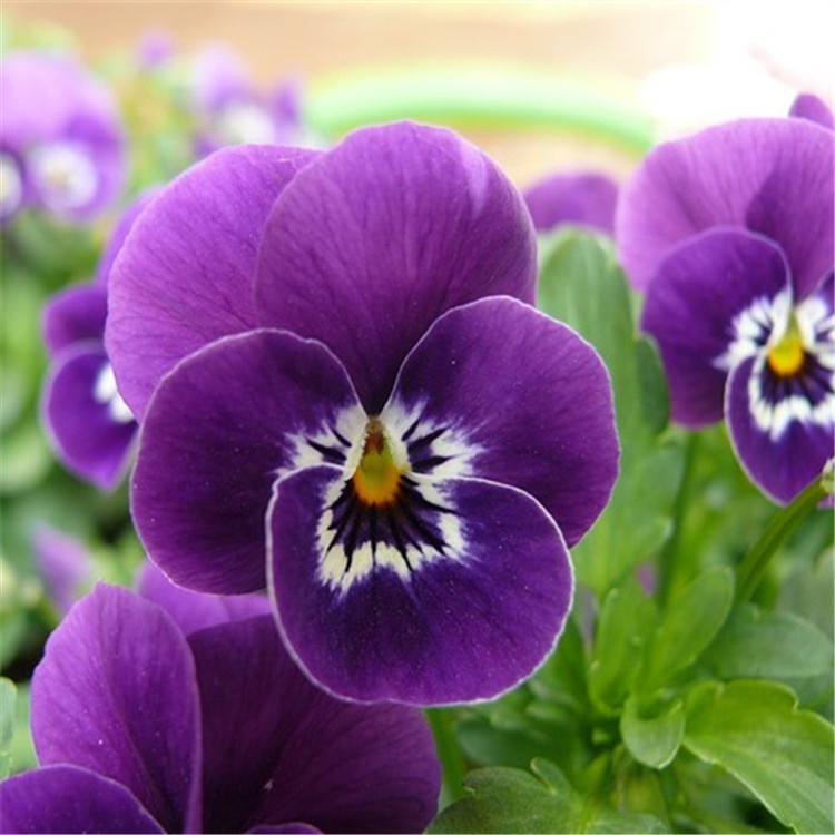 Chinese hybrid Viola tricolor flower seeds/pansy flower seeds for ...