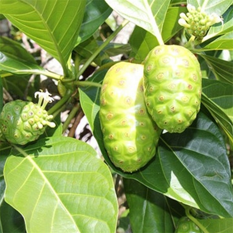 Chinese Noni Fruit seeds/Morinda citrifolia seeds for growing,China ...