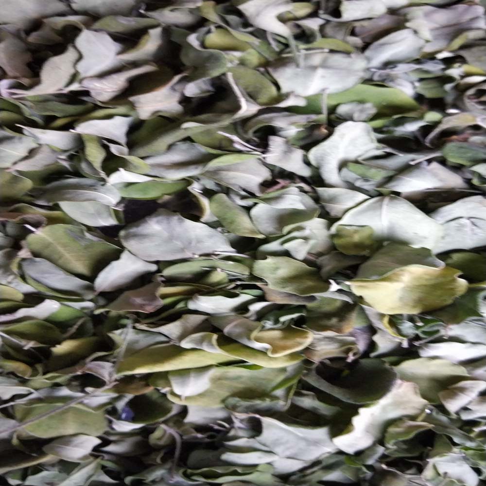 MORINGA DRIED LEAF/ MORINGA OLEIFERA,India price supplier - 21food