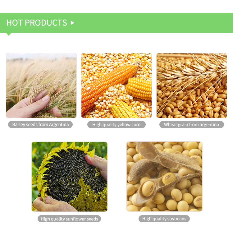 Organic Cultivation Wheat Grain Type and Dried Style for Sale