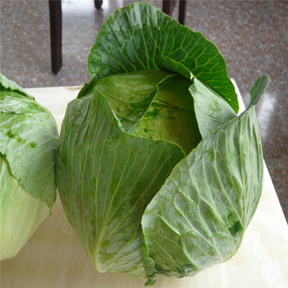Fresh green cabbage from new crop of 2017 export standard