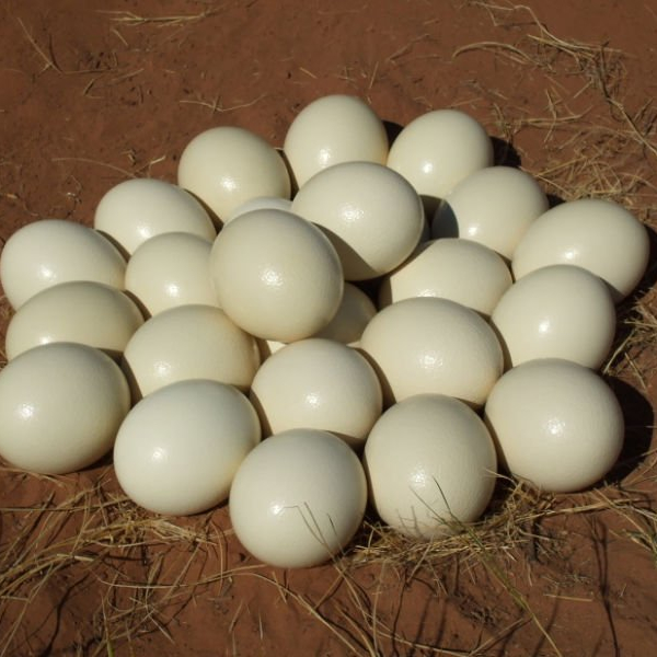 Fertile Ostrich Eggs for Sale,United States price supplier 21food