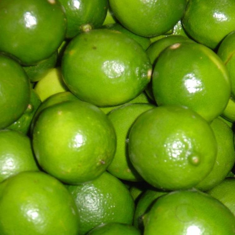 Fresh Green Lime Seedless and SEEDLESS LIME,United States price ...