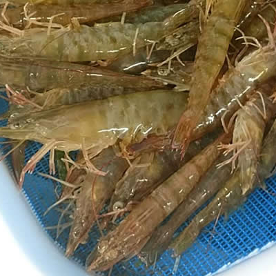 live freshwater shrimp for sale,United States price supplier - 21food