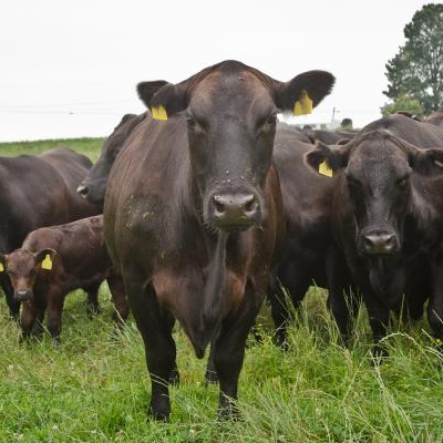 Pregnant Holstein Heifers Cows available,United States price supplier ...