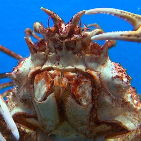 king red crab