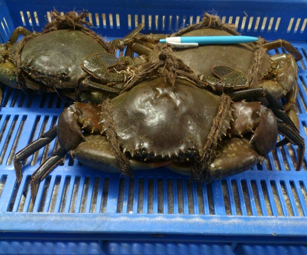 blue crab for sale