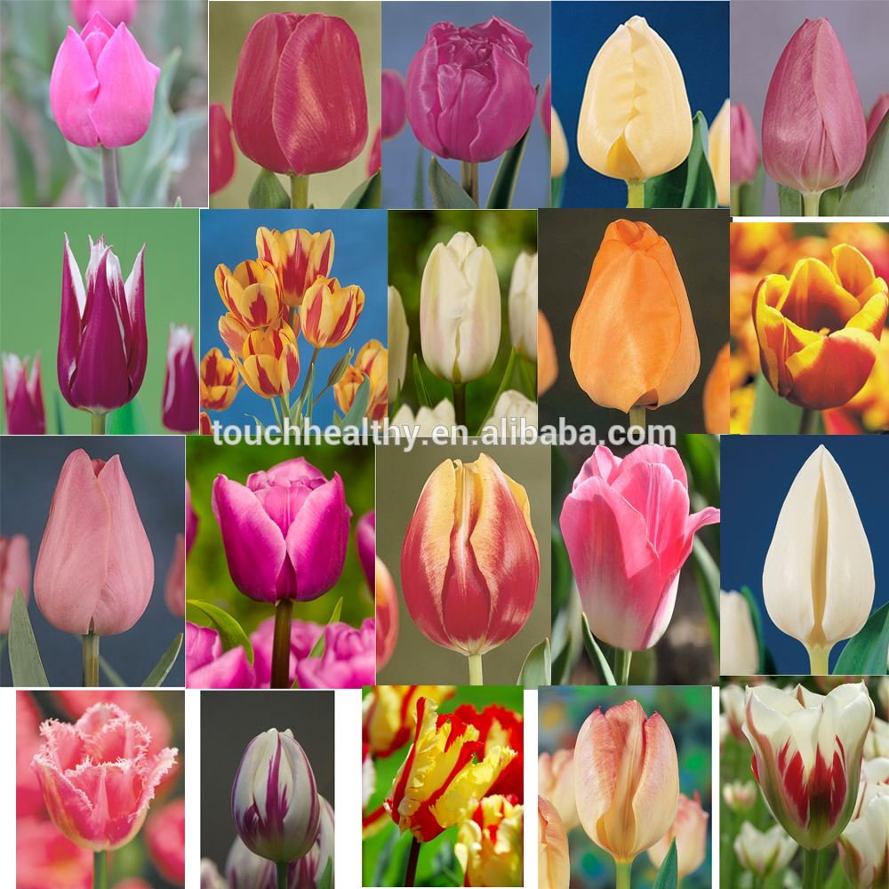 holland tulip bulbs supplier In China,China price supplier - 21food