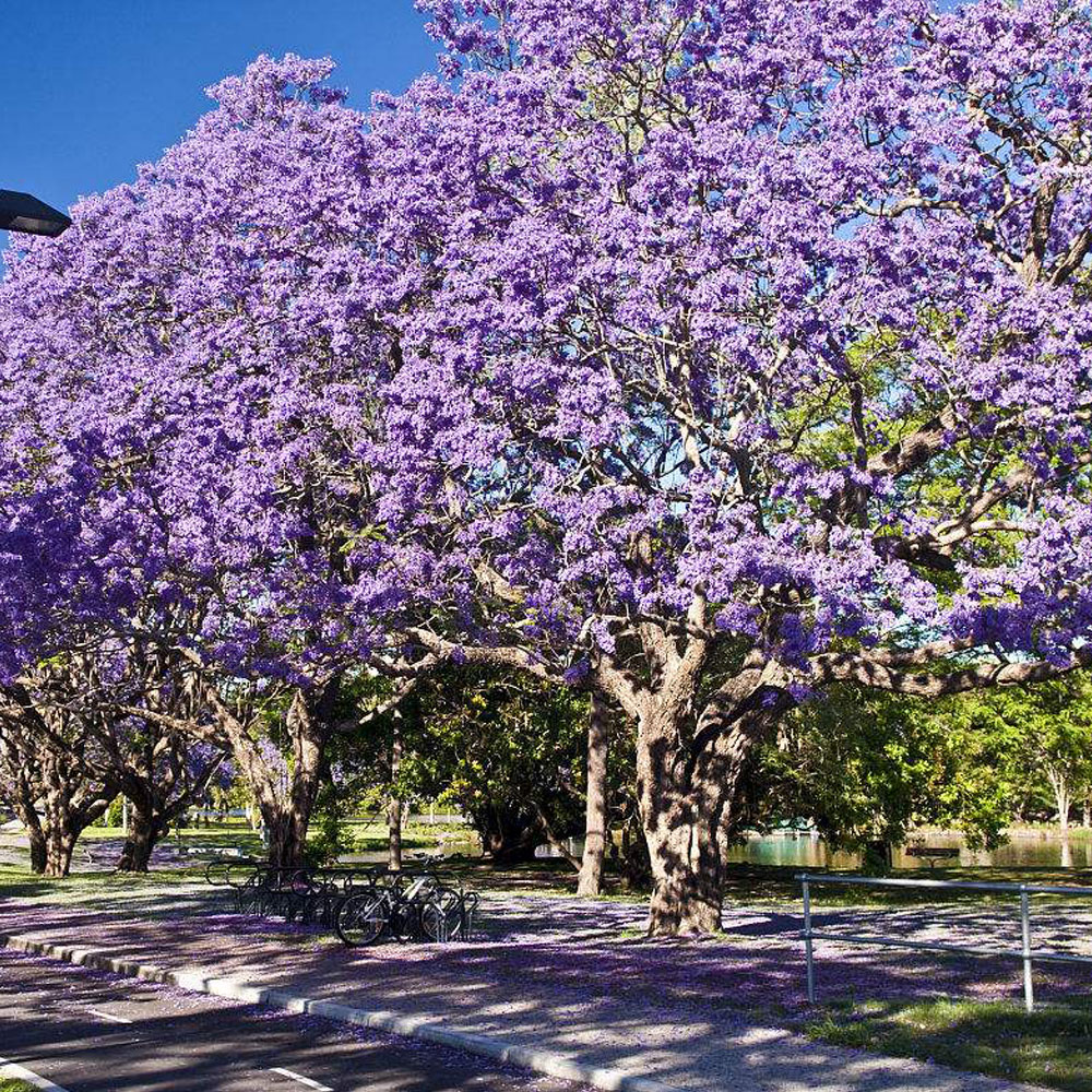 Jacaranda acutifolia seeds/Jacaranda acutifolia seeds for Afforestation ...