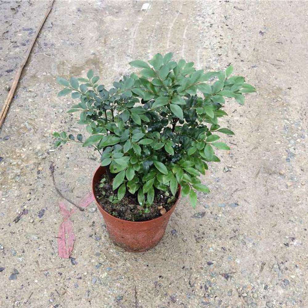 Corofitam Red Sandalwood Plant Price in India - Buy Corofitam Red  Sandalwood Plant online at Flipkart.com