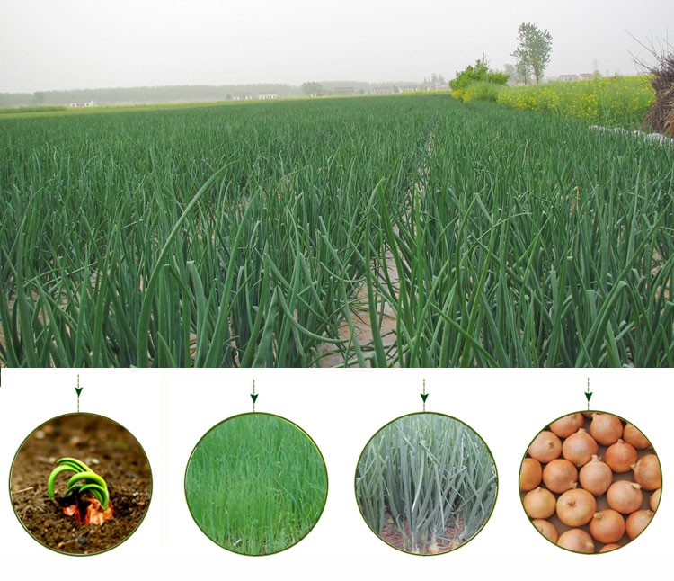 2020 crop fresh red onion with cheap price
