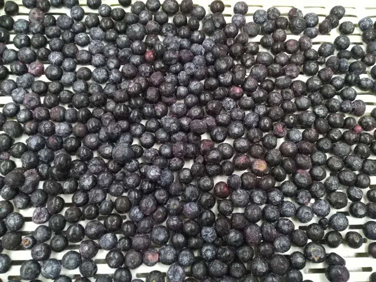 Bulk Wholesale Organic Exporting Frozen Wild Cultivated Blueberry Fresh Prices
