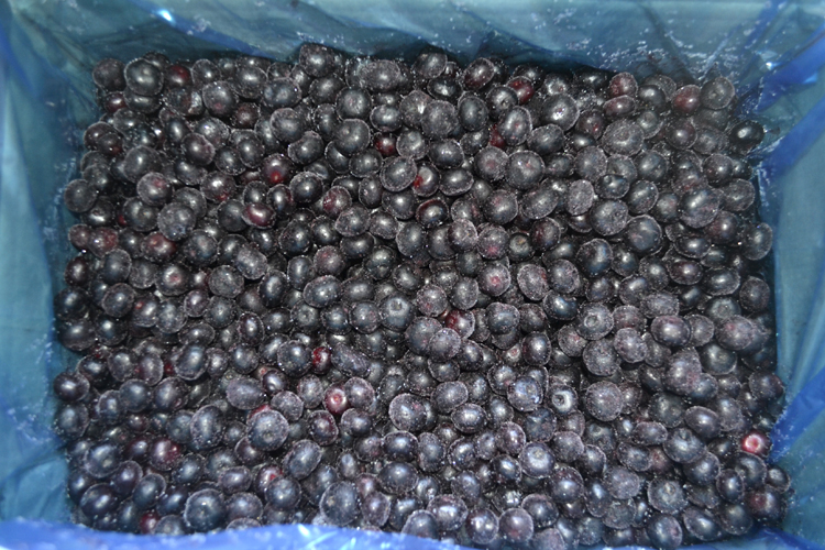 Bulk Wholesale Organic Exporting Frozen Wild Cultivated Blueberry Fresh Prices