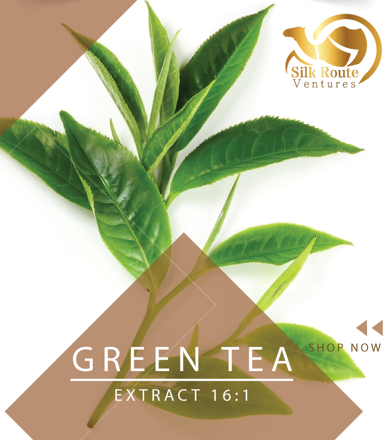 High Quality Pure Natural Ceylon Green Tea Extract 16:1 From Sri Lanka ...