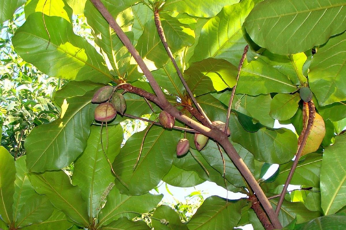 Organic Natural Kottan,Kottamba/Terminalia Catappa Dried Leaves 10 pcs Sri  Lanka