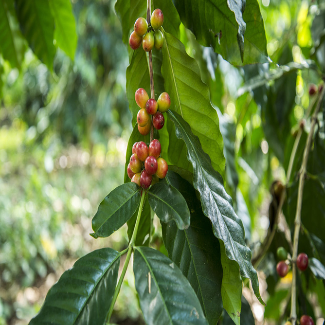 Coffee Leaves for Import from Asia Bulk Best Prices