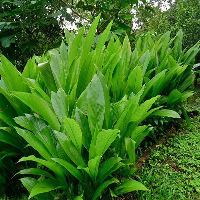 Turmeric Leaves for Import from Asia Bulk Best Prices high quality ...