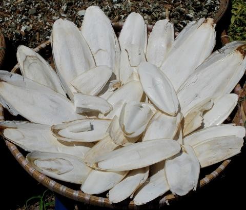 Cuttlefish bones for making chitosan/ Dried cuttlefish bone big size/ Dry cuttlebones