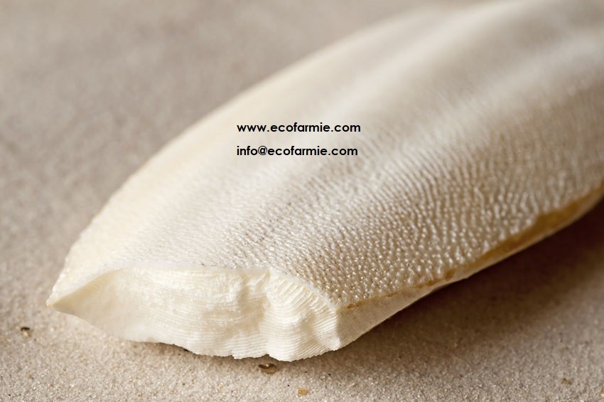 Cuttlefish bones for making chitosan/ Dried cuttlefish bone big size/ Dry cuttlebones