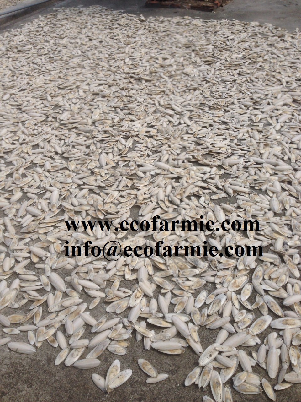 Cuttlefish bones for making chitosan/ Dried cuttlefish bone big size/ Dry cuttlebones