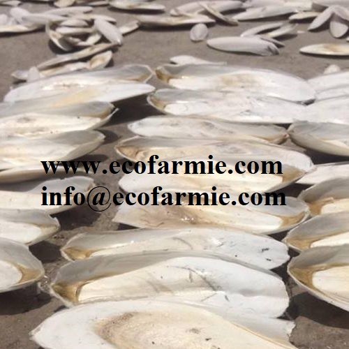 Cuttlefish bones for making chitosan/ Dried cuttlefish bone big size/ Dry cuttlebones