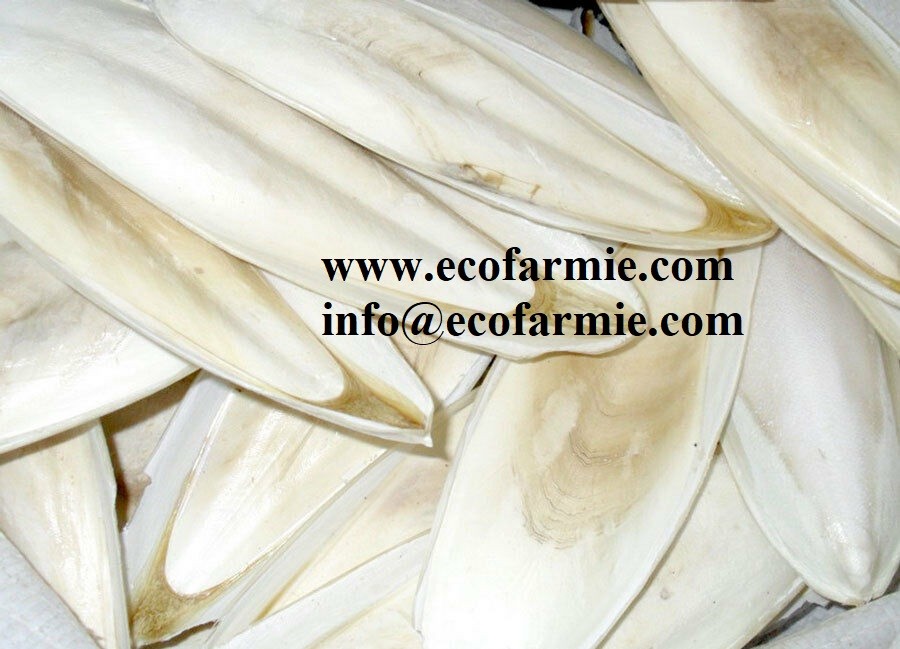 Cuttlefish bones for making chitosan/ Dried cuttlefish bone big size/ Dry cuttlebones
