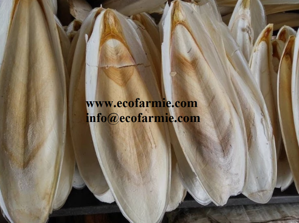 Cuttlefish bones for making chitosan/ Dried cuttlefish bone big size/ Dry cuttlebones