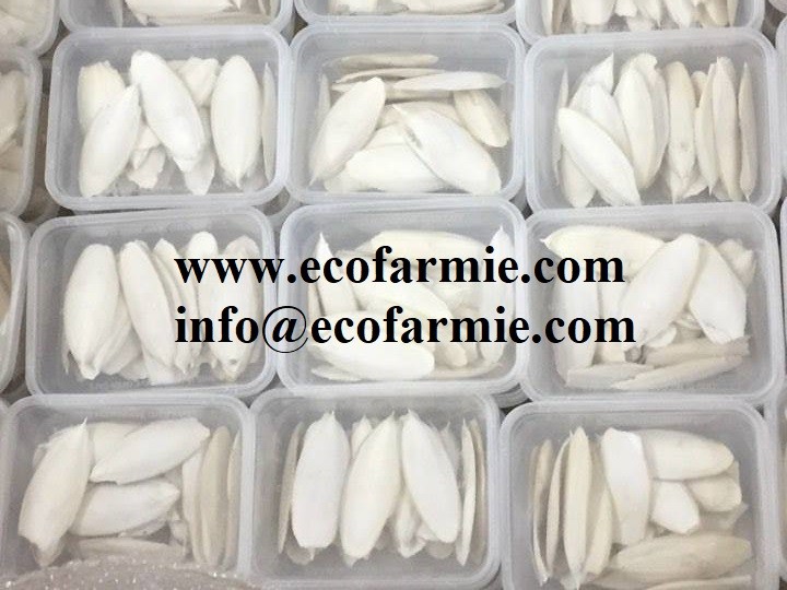 Cuttlefish bones for making chitosan/ Dried cuttlefish bone big size/ Dry cuttlebones