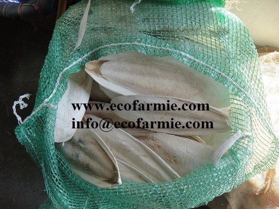 Cuttlefish bones for making chitosan/ Dried cuttlefish bone big size/ Dry cuttlebones
