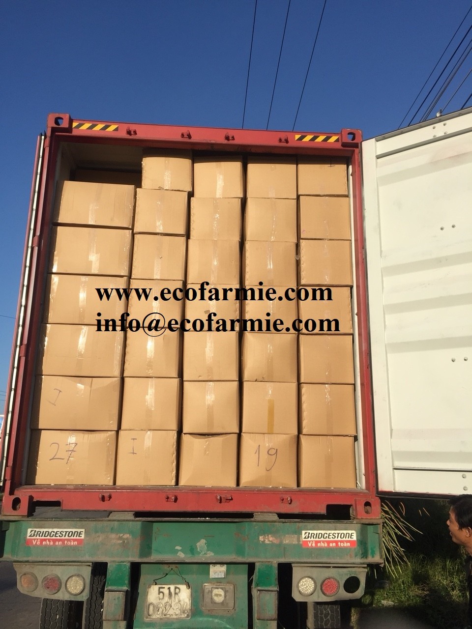 Cuttlefish bones for making chitosan/ Dried cuttlefish bone big size/ Dry cuttlebones
