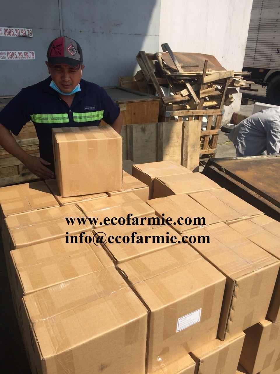 Cuttlefish bones for making chitosan/ Dried cuttlefish bone big size/ Dry cuttlebones