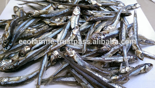 Fried dried crispy anchovy fish for export with high quality and cheap price