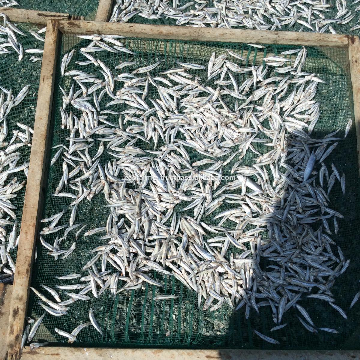 Fried dried crispy anchovy fish for export with high quality and cheap price