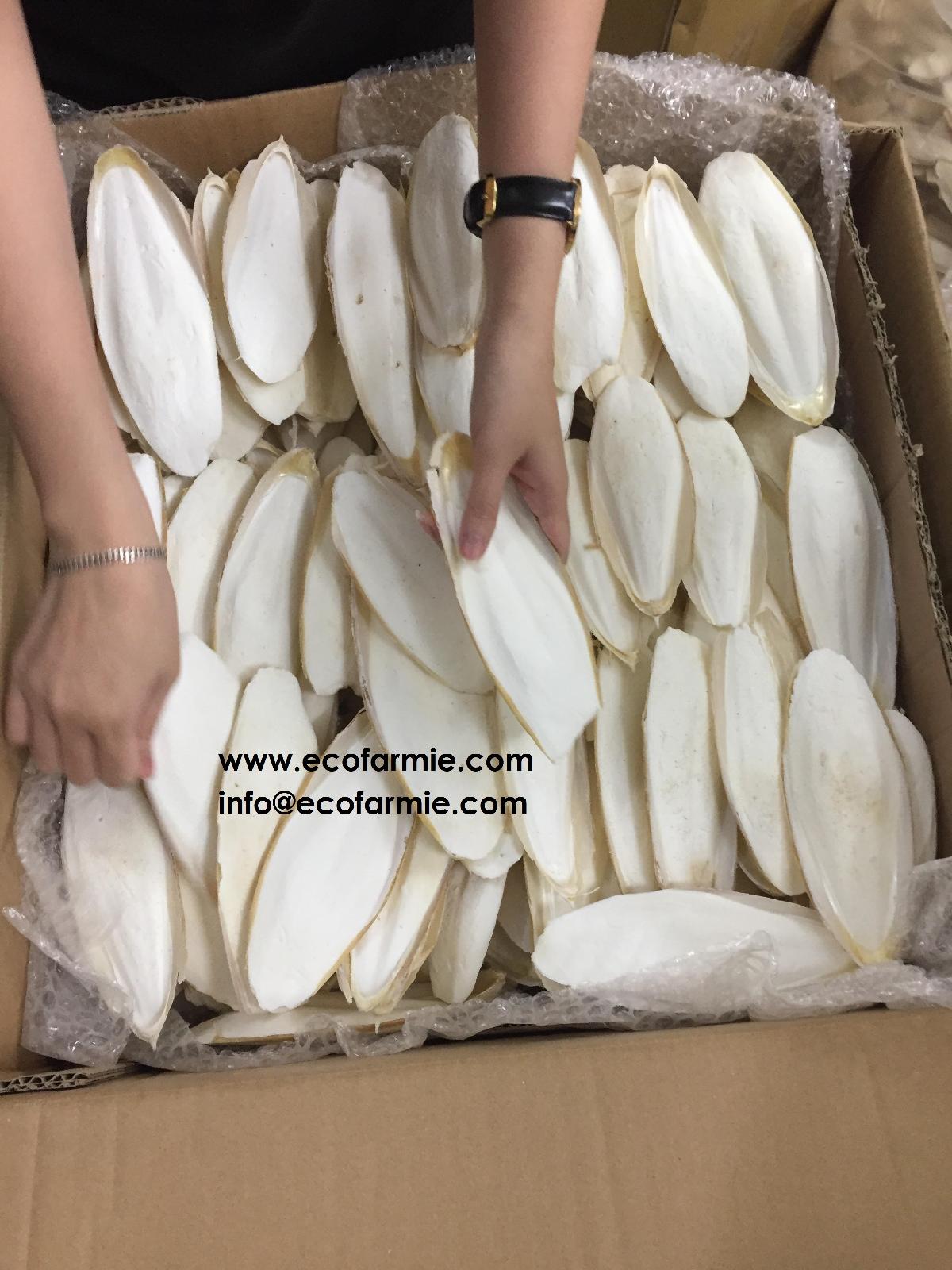 Cuttlefish Bones/ Dried cuttlefish bone/ Cuttle fish bone,Vietnam price