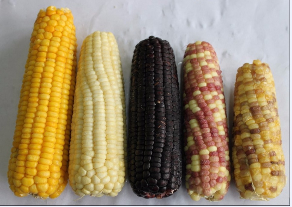 supply BRC certified new crop IQF frozen sweet corn cob cut kernels high quality hot sale