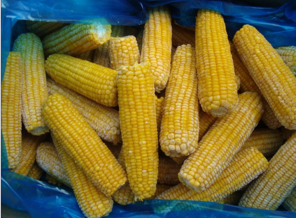 supply BRC certified new crop IQF frozen sweet corn cob cut kernels high quality hot sale