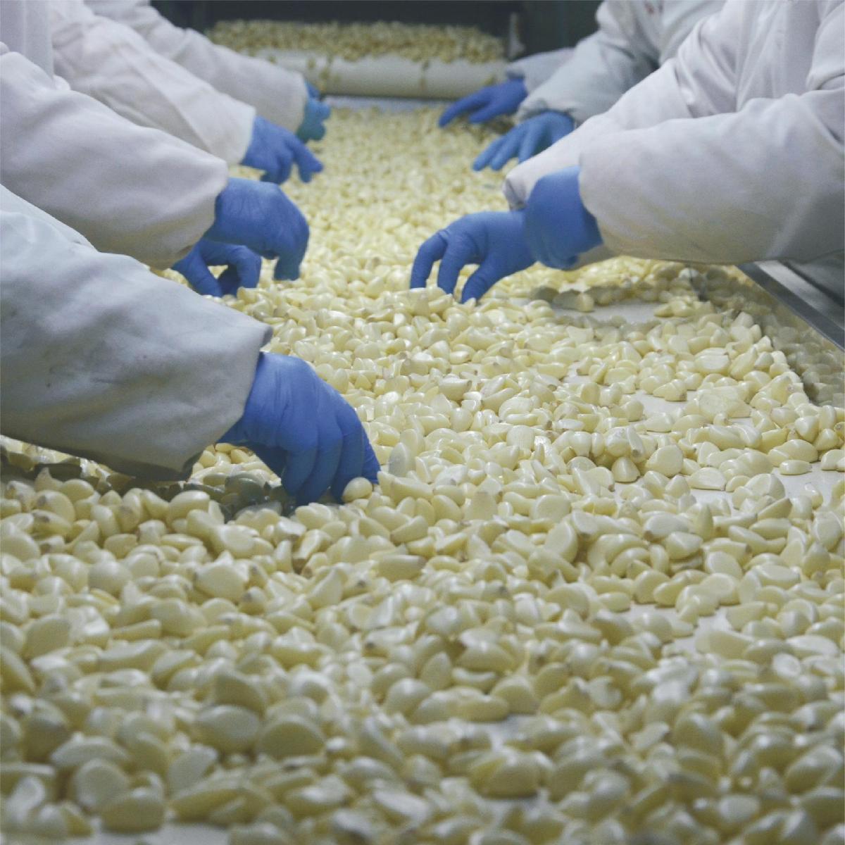 DSF China Best Fresh Natural Garlic Price - New crop Hot sales