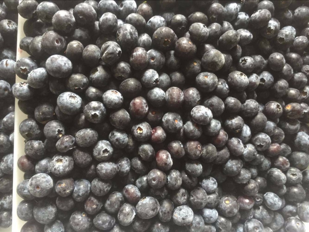 DSF iqf organic frozen blueberry fresh fruit bulk frozen blueberries
