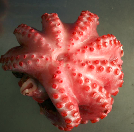 frozen live sea octopus for sale