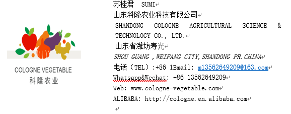 Chinese fresh red onion best price