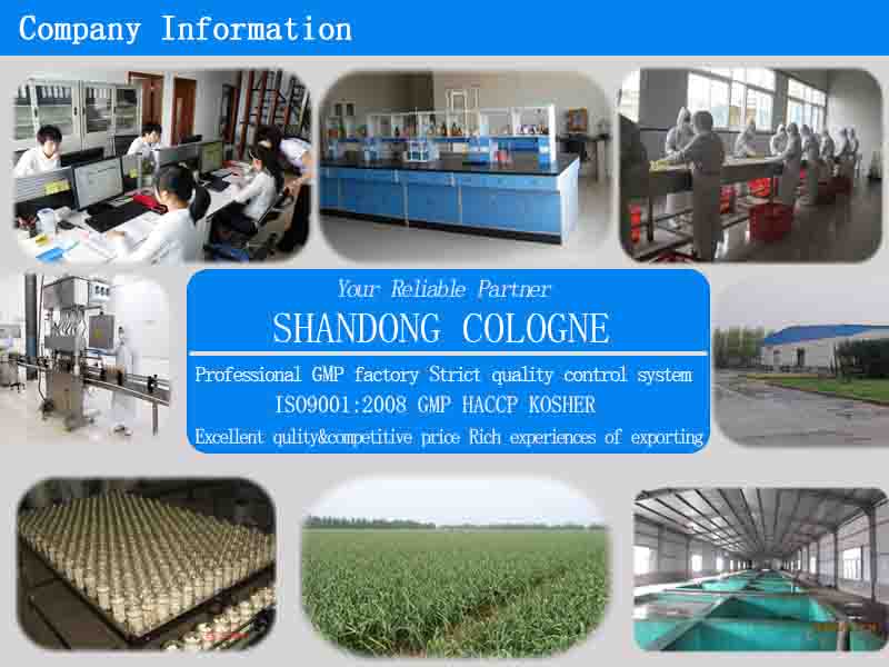 Wholesale High Quality new Crop Fresh Cabbage
