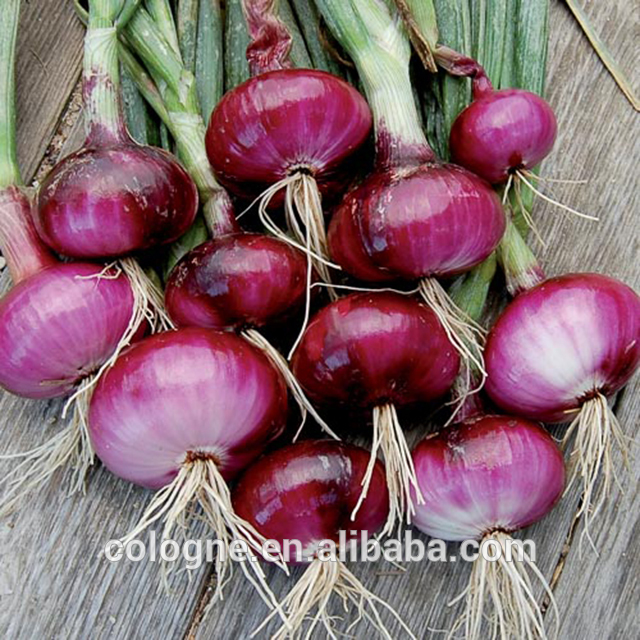 Best selling fresh onion with competitive price