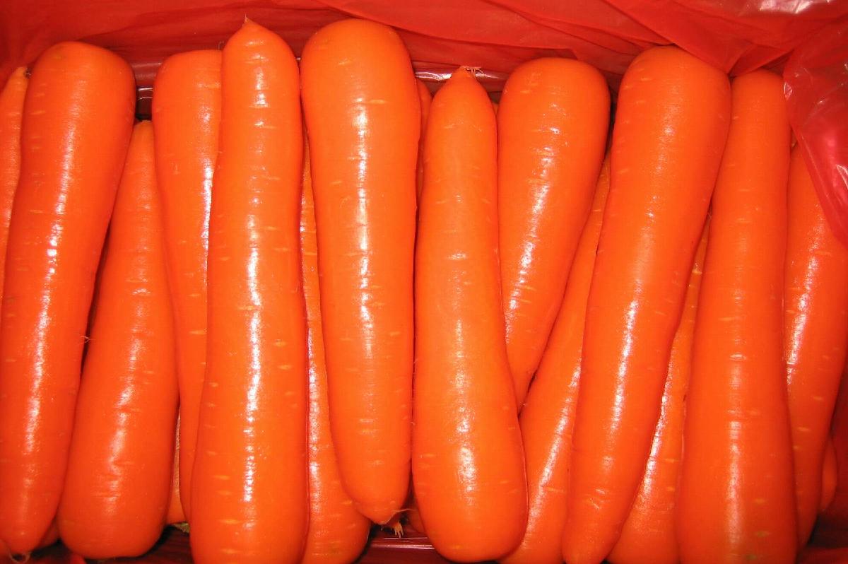 Big Size New Crop Fresh Carrot in 10kg Carton