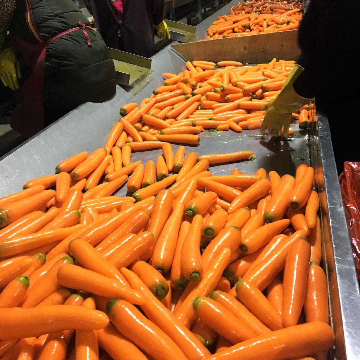 Big Size New Crop Fresh Carrot in 10kg Carton
