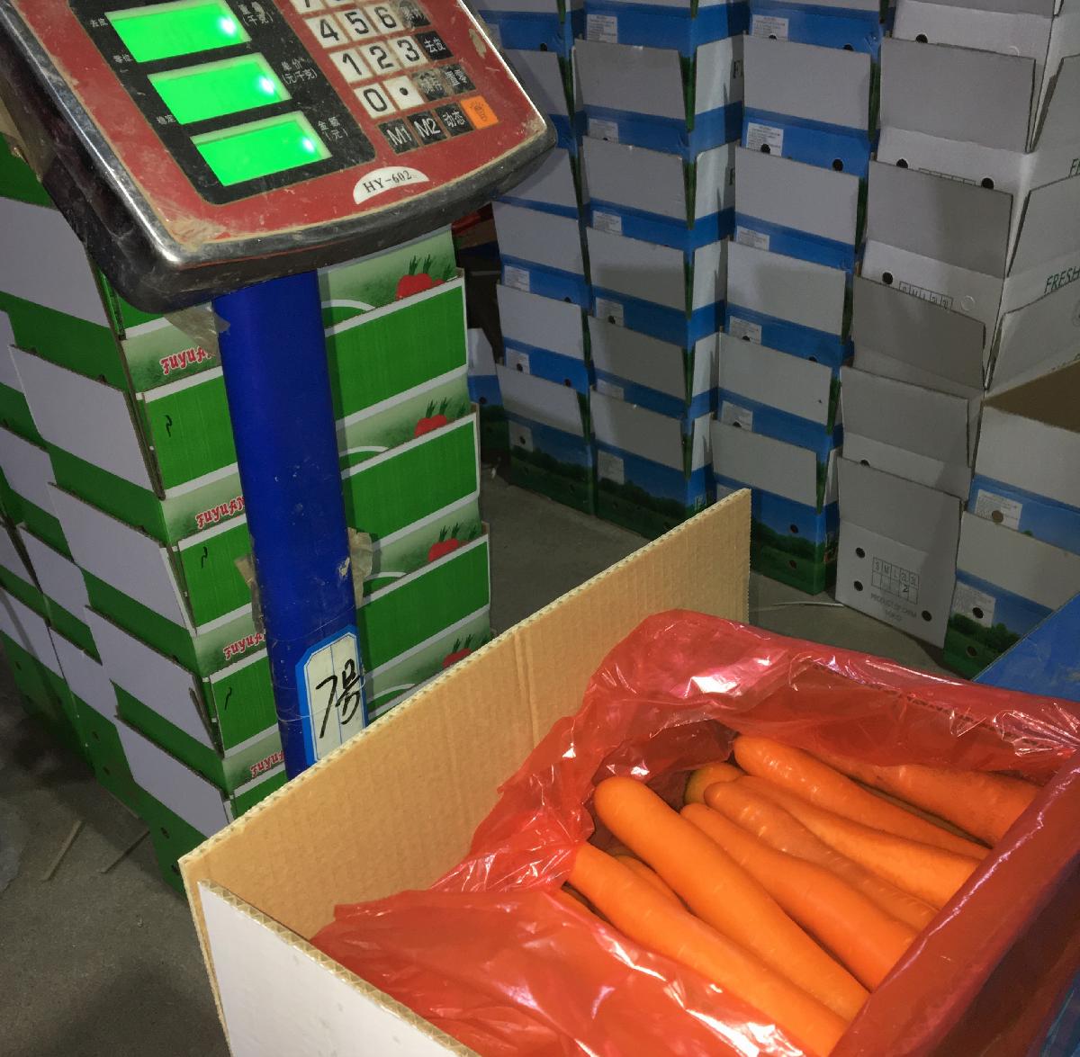 Big Size New Crop Fresh Carrot in 10kg Carton