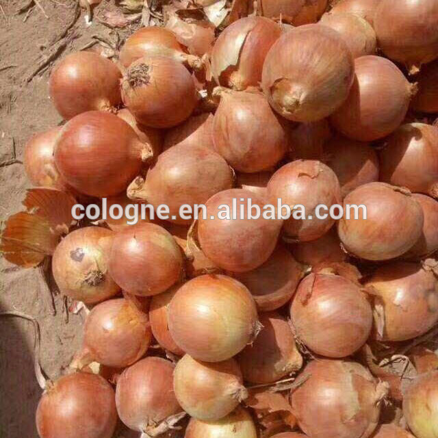 China Factory Supply 100% Fresh Red Onion Yellow Onion New Crop with Mesh  Bags - China 2020 Crop Red Yellow Onion, Red Onion Yellow Onion Supplier